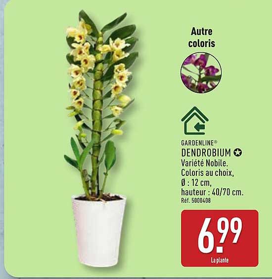 GARDENLINE® DENDROBIUM Variété Nobile. Coloris au choix, Ø : 12 cm, hauteur : 40/70 cm. Réf. 5000408