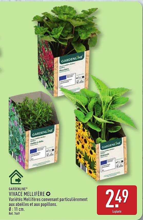GARDENLINE® VIVACE MELLIFÈRE