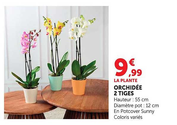 LA PLANTE ORCHIDÉE 2 TIGES