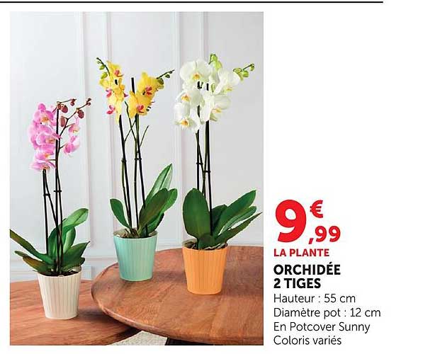 LA PLANTE ORCHIDÉE 2 TIGES