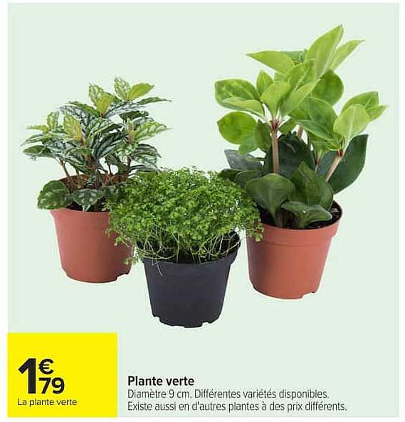 Plante verte