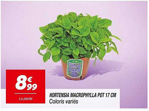 HORTENSIA MACROPHYLLA POT 17 CM