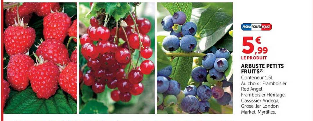 ARBUSTE PETITS FRUITS