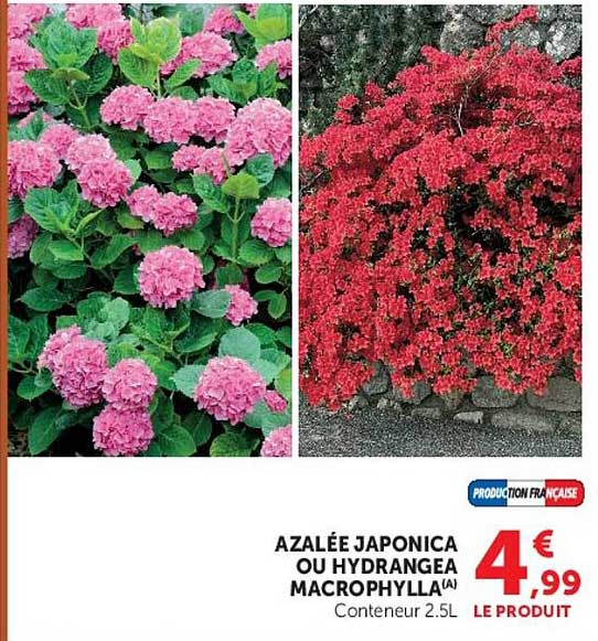 AZALÉE JAPONICA OU HYDRANGEA MACROPHYLLA(A)