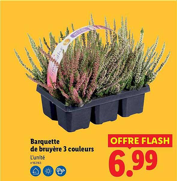 Barquette de bruyère 3 couleurs