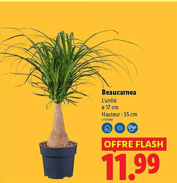 Beaucarnea