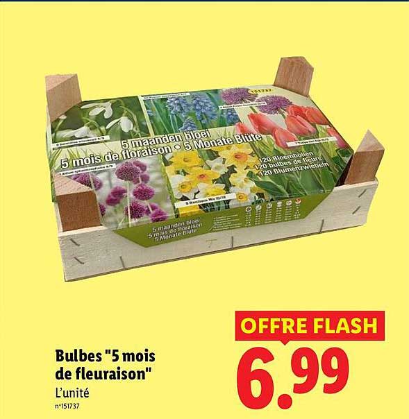 Bulbes "5 mois de fleuraison"