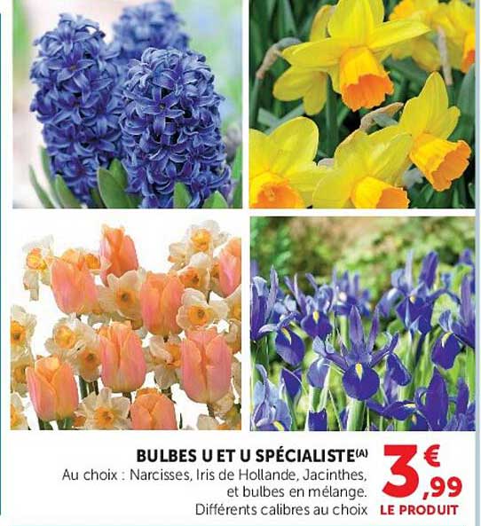 BULBES U ET U SPÉCIALISTE(A)