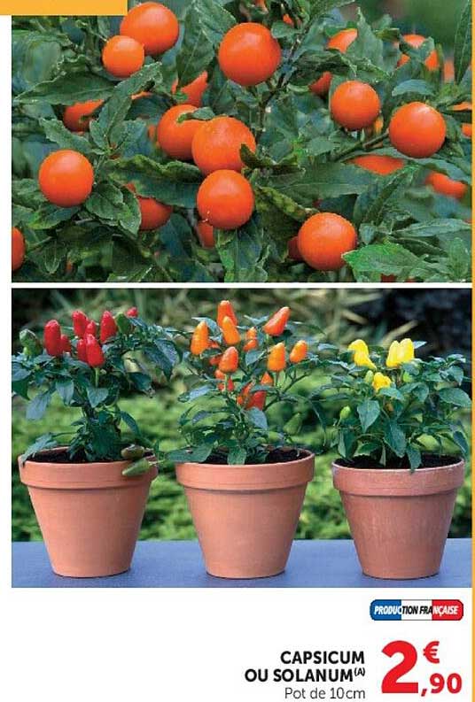 CAPSICUM OU SOLANUM(A) Pot de 10cm