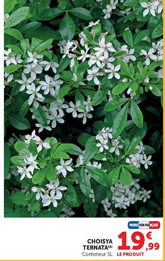 CHOISYA TERNATA(A) Conteneur 5L