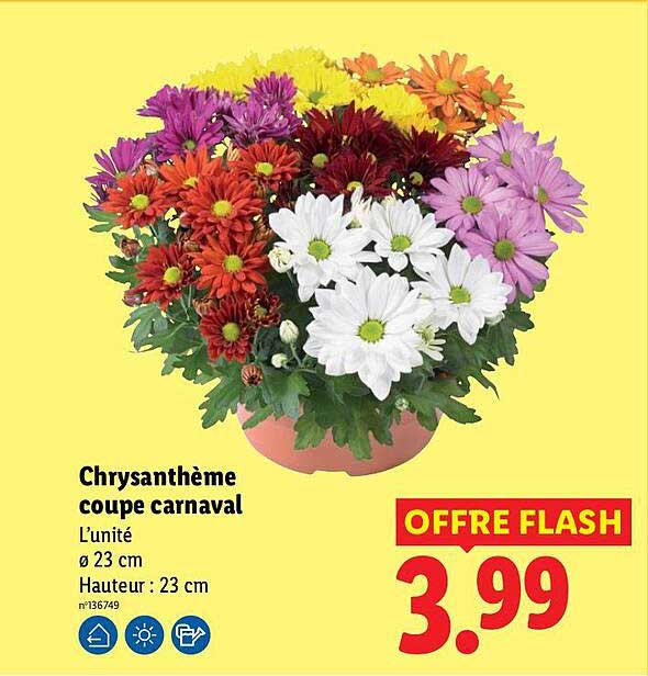 Chrysanthème coupe carnaval