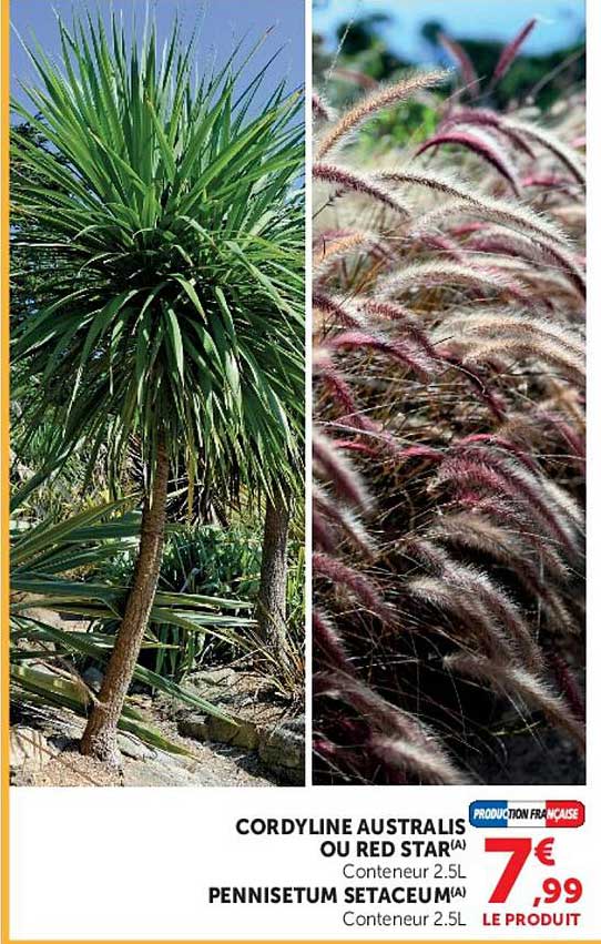 CORDYLINE AUSTRALIS OU RED STAR(A) Conteneur 2.5L PENNISETUM SETACEUM(A) Conteneur 2.5L