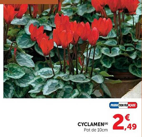 CYCLAMEN(A) Pot de 10cm