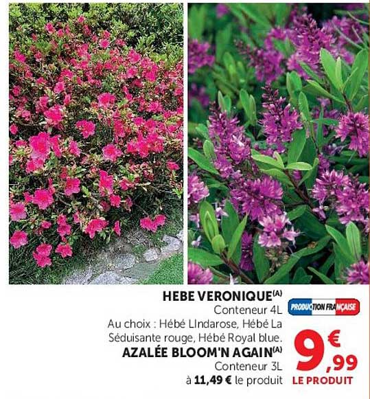 HEBE VERONIQUE(A)