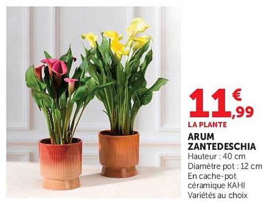 LA PLANTE ARUM ZANTEDESCHIA