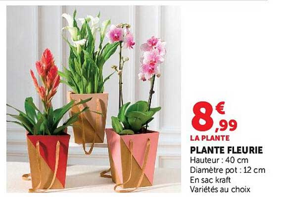 LA PLANTE FLEURIE