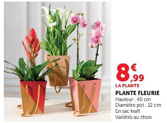 LA PLANTE FLEURIE
