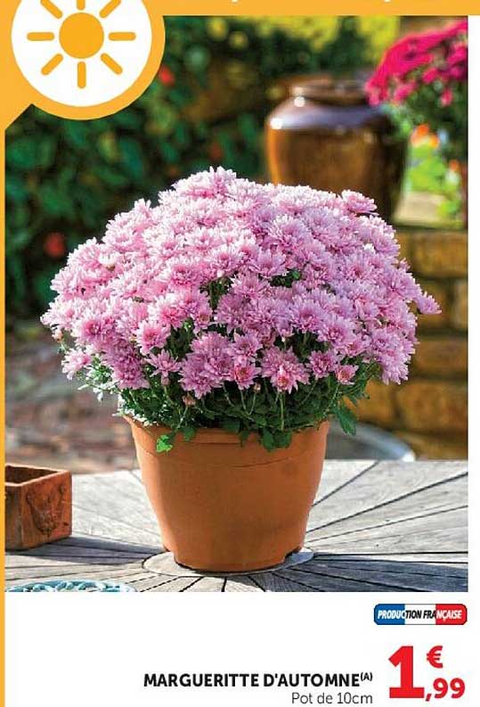 MARGUERITE D'AUTOMNE(A)