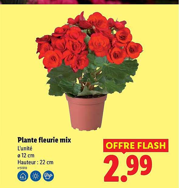 Plante fleurie mix