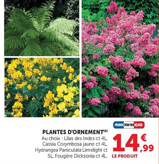 PLANTES D'ORNEMENT