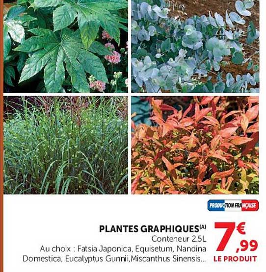 PLANTES GRAPHIQUES(A)
