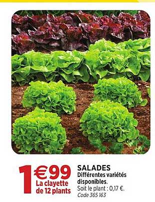 SALADEES Différentes variétés disponibles.
