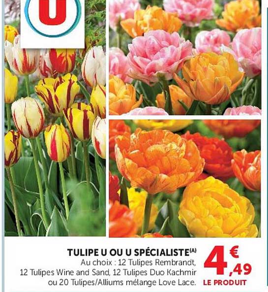 TULIPE U OU U SPÉCIALISTE(A)
