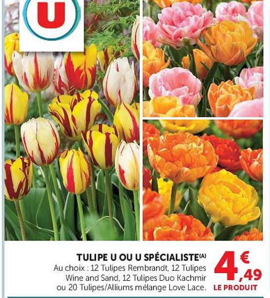 TULIPE U OU U SPÉCIALISTE(A)