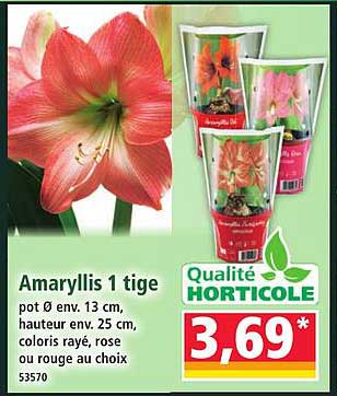 Amaryllis 1 tige