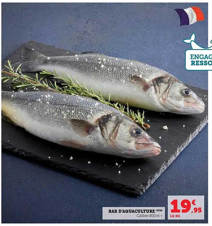 BAR D'AQUACULTURE (4/4) Calibre 800 et +