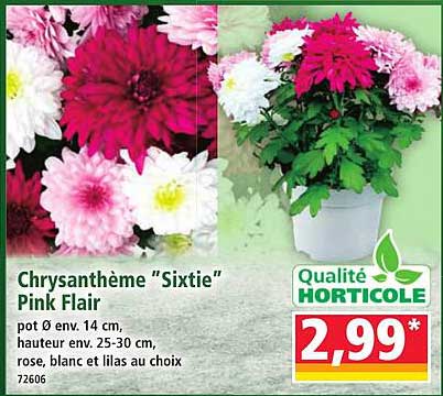 Chrysanthème "Sixtie" Pink Flair