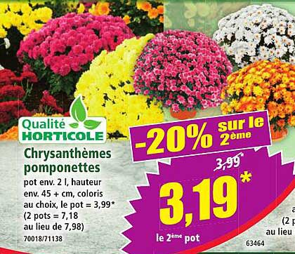 Chrysanthèmes pomponettes