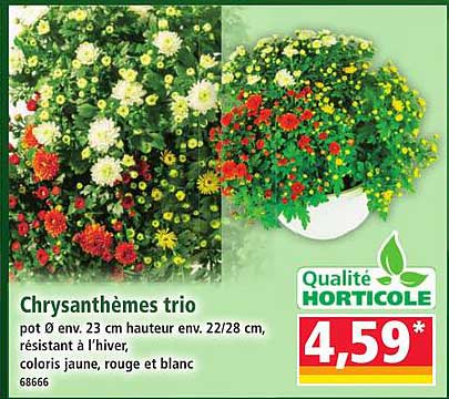 Chrysanthèmes trio