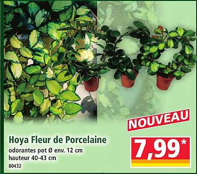 Hoya Fleur de Porcelaine