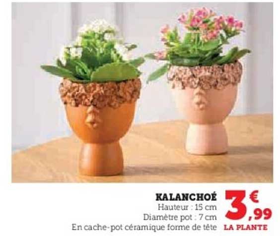 KALANCHOÉ