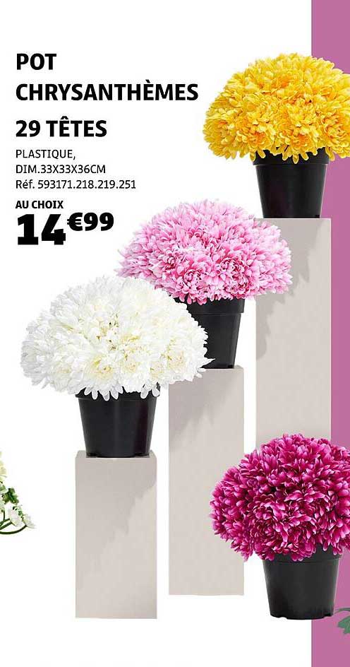 POT CHRYSANTHÈMES 29 TÊTES