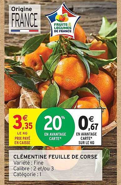 CLÉMENTINE FEUILLE DE CORSE