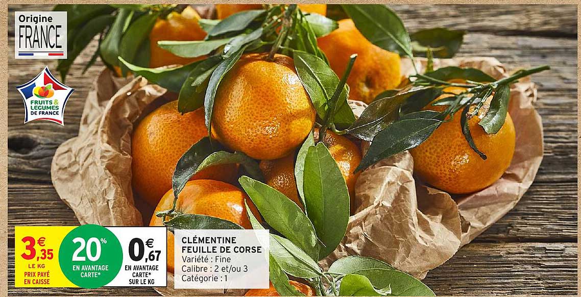 CLÉMENTINE FEUILLE DE CORSE