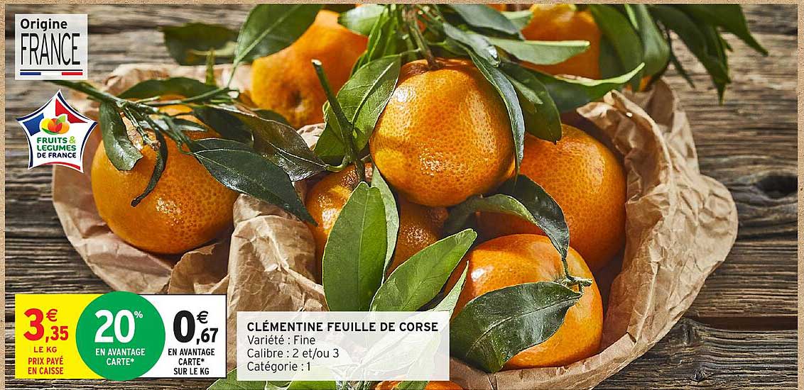 CLÉMENTINE FEUILLE DE CORSE