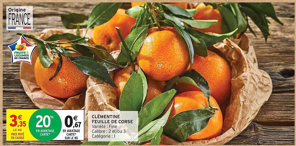 CLÉMENTINE FEUILLE DE CORSE