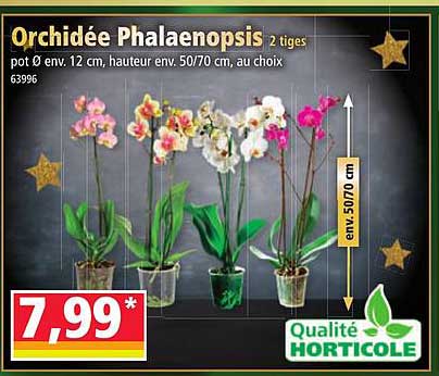 Orchidée Phalaenopsis 2 tiges
