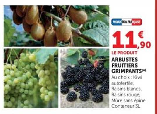 ARBUSTES FRUITIERS GRIMPANTS(A)