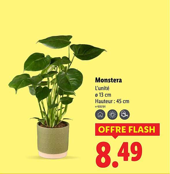 Promo Monstera chez Lidl - 123Catalogue.fr