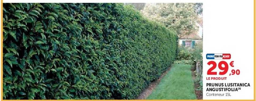 PRUNUS LUSITANICA ANGUSTIFOLIA®