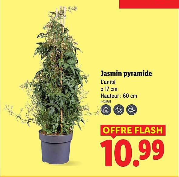 Jasmin Touffe Lidlnull
