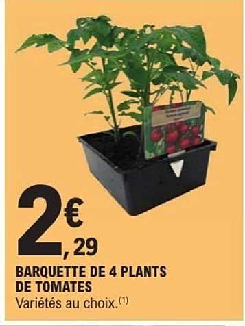 Sitemapcdatahttpsapp2kedriinfoprix Plant De Tomate Leclerc