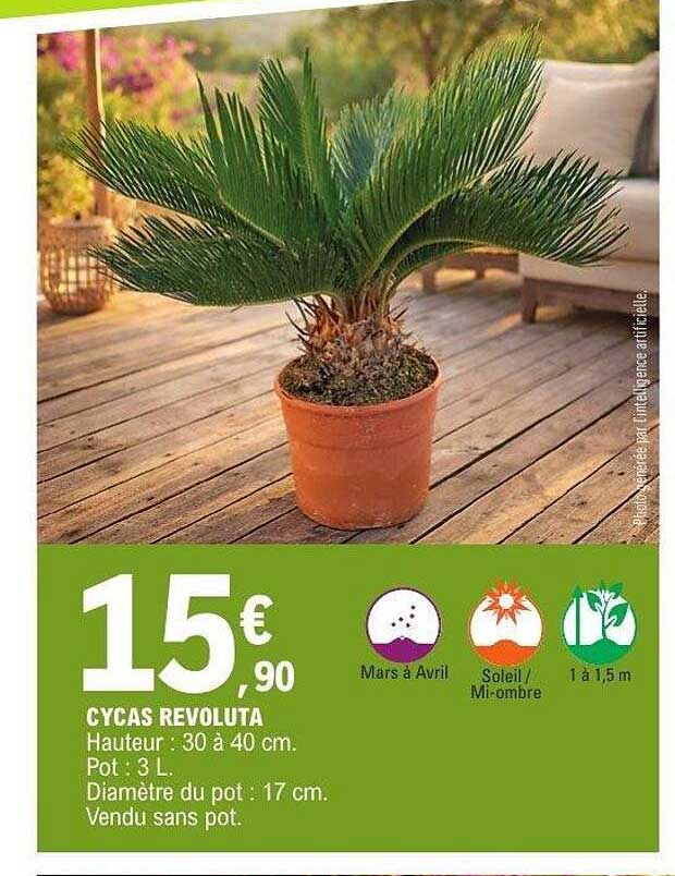 CYCAS REVOLUTA