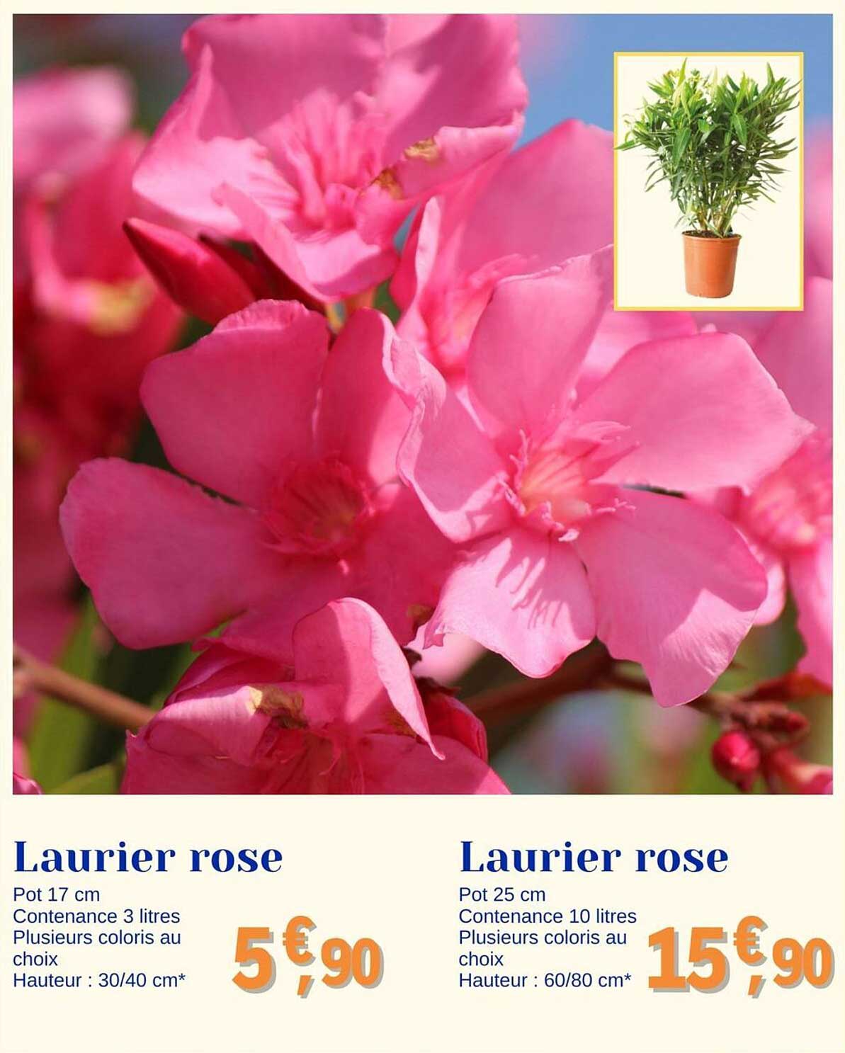 Sitemapcdatahttpsrfswindecoocomprix Laurier Rose 1m50null