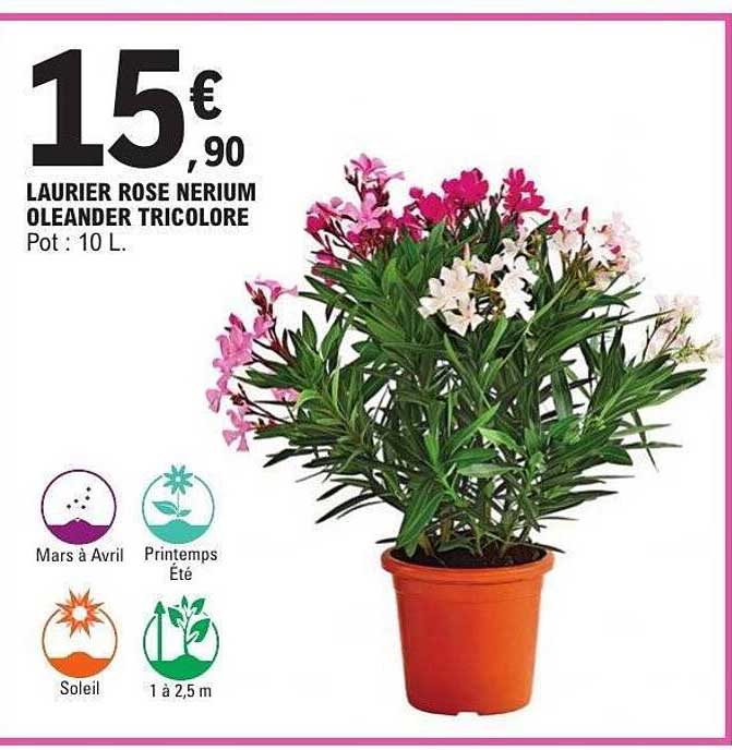 Laurier Fleuri Tricolore