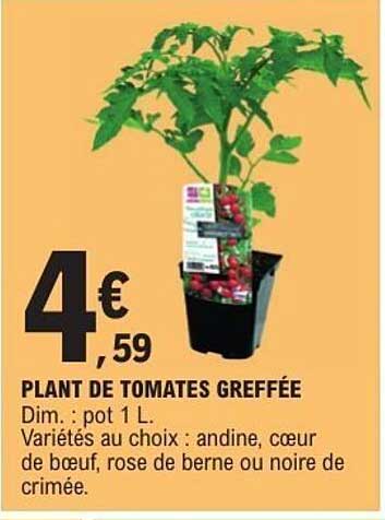 Sitemapcdatahttpsapp2kedriinfoprix Plant De Tomate Leclerc